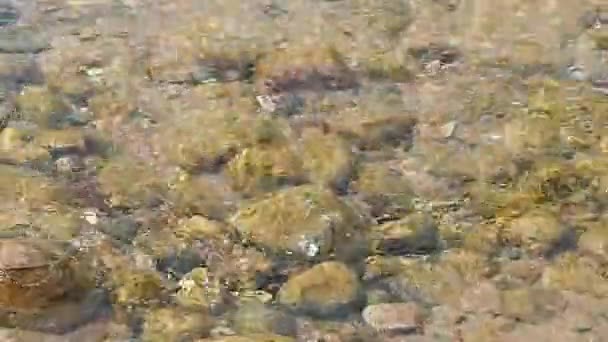 Eau claire d'une rivière sauvage sur un rivage rocheux. — Video