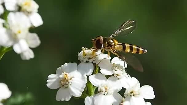 De wesp verzamelt nectar op bloemen. — Stockvideo