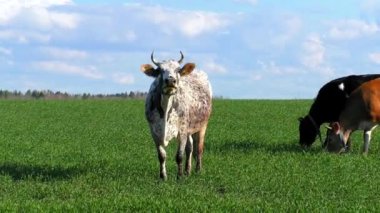 Yeşil bir tarlada otlayan inek sürüsü. Çiftlik ineğiyle Pastoral manzara.