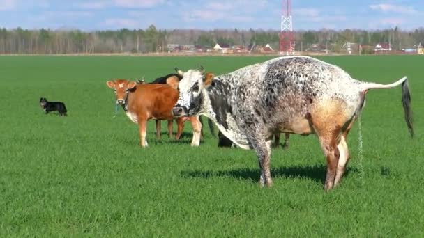 成群的奶牛在绿地上吃草 带有农场奶牛的牧场景观 — 图库视频影像