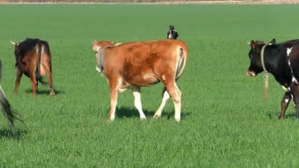 緑のフィールドに牛の放牧の群れ 牧場牛と牧歌的な風景 — ストック動画