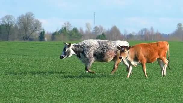 成群的奶牛在绿地上吃草 带有农场奶牛的牧场景观 — 图库视频影像