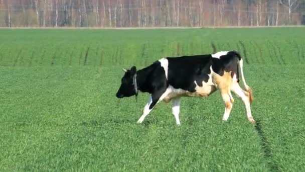 Manada Vacas Pastando Campo Verde Paisaje Pastoral Con Vaca Granja — Vídeos de Stock