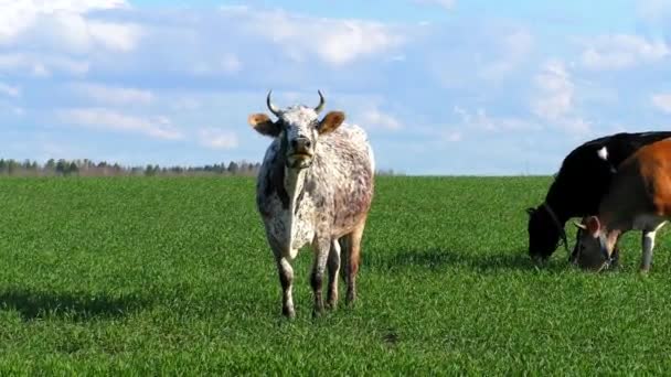 Manada Vacas Pastando Campo Verde Paisaje Pastoral Con Vaca Granja — Vídeos de Stock