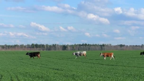 緑のフィールドに牛の放牧の群れ 牧場牛と牧歌的な風景 — ストック動画