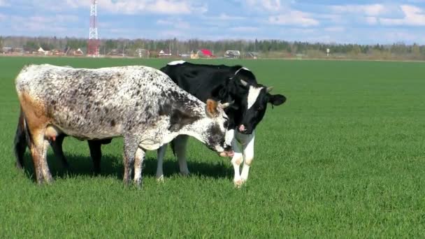 Herd Cows Grazing Green Field Pastoral Landscape Farm Cow — Stock Video