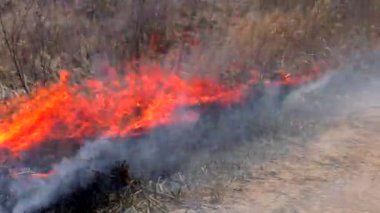 Ateş kuru otları yok eder. Vahşi doğanın yanması felaketi tehdit ediyor.