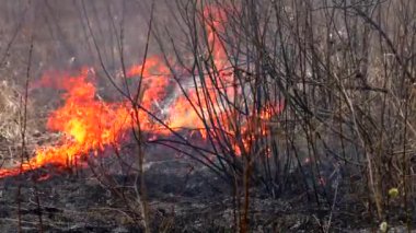 Ateş kuru otları yok eder. Vahşi doğanın yanması felaketi tehdit ediyor.