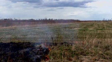 Ateş kuru otları yok eder. Vahşi doğanın yanması felaketi tehdit ediyor.