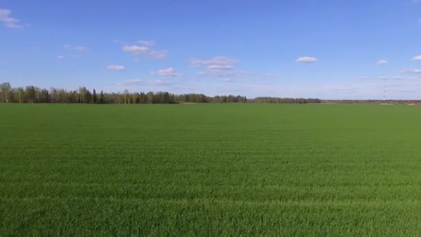 Gewassen Groeien Landbouw Top Zicht Vlucht Groene Spruiten Van Granen — Stockvideo