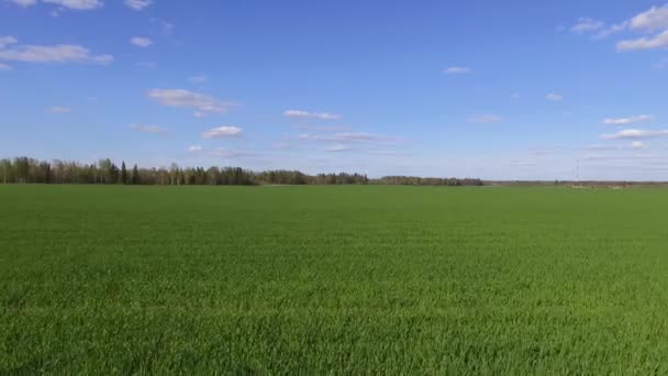 농작물은 농경지에서 자라고 있습니다 곡류의 위에서 바라본 — 비디오