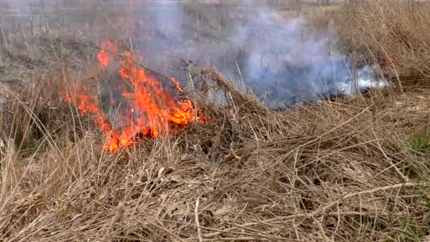 Burning Wild Nature Threaten Disaster Fire Destroys Dry Grass — Stock Video