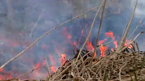 Feuer Zerstört Trockenes Gras Verbrennung Wilder Natur Droht Katastrophe — Stockvideo