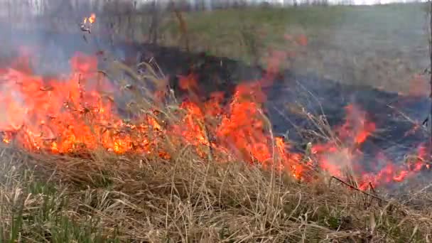Burning Wild Nature Threaten Disaster Fire Destroys Dry Grass — Stock Video