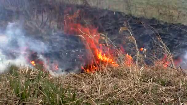 Burning Wild Nature Threaten Disaster Fire Destroys Dry Grass — Stock Video