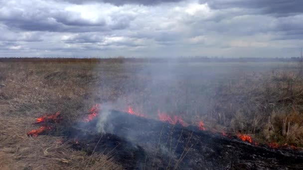 Огонь Уничтожает Сухую Траву Сжигание Дикой Природы Грозит Катастрофой — стоковое видео