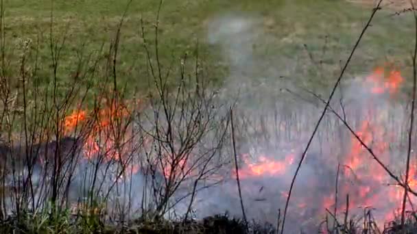 Eld Förstör Torrt Gräs Brinnande Vild Natur Hotar Katastrof — Stockvideo