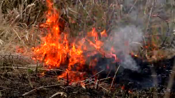 Brand Vernietigt Droog Gras Het Verbranden Van Wilde Natuur Dreigt — Stockvideo