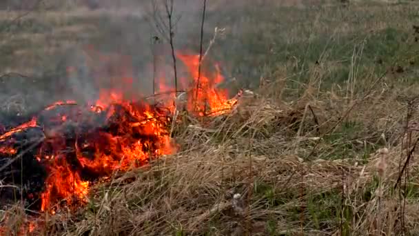 Огонь Уничтожает Сухую Траву Сжигание Дикой Природы Грозит Катастрофой — стоковое видео