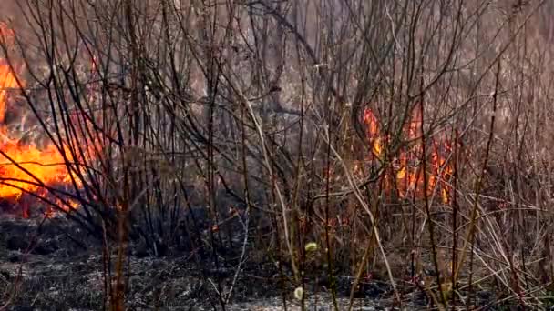 Eld Förstör Torrt Gräs Brinnande Vild Natur Hotar Katastrof — Stockvideo