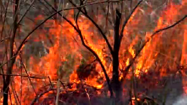 Feuer Zerstört Trockenes Gras Verbrennung Wilder Natur Droht Katastrophe — Stockvideo