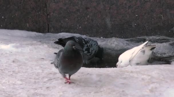 Kışın Vahşi Güvercinler Özgür Kuşlar Şehirde Güvercinler — Stok video