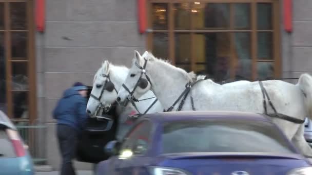 Paarden Met Koets Winter Conceptuele Video Van Dieren Als Vervoer — Stockvideo