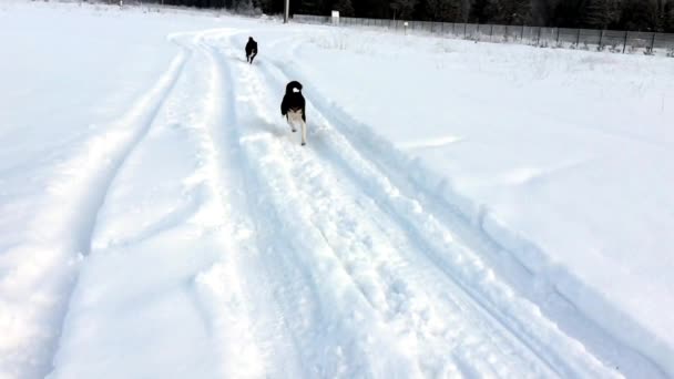 Huskies Cães Jogar Neve — Vídeo de Stock