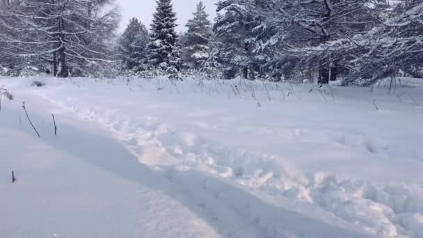 Σκυλιά Huskies Παίζουν Στο Χιόνι — Αρχείο Βίντεο