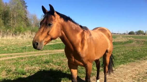 Koń Boisku Palomino Mare Słoneczny Dzień — Wideo stockowe