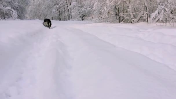 Les Chiens Huskies Jouent Dans Neige — Video