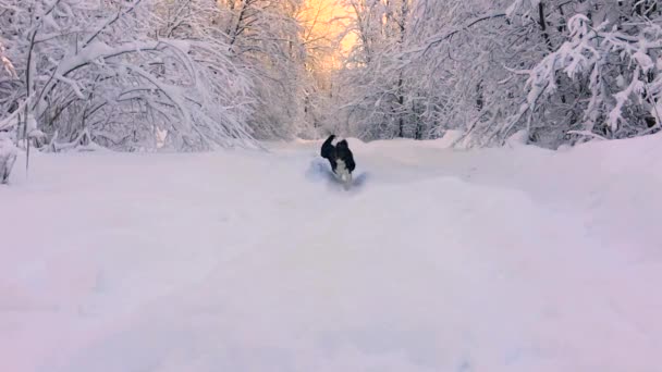 Huskies Cães Jogar Neve — Vídeo de Stock