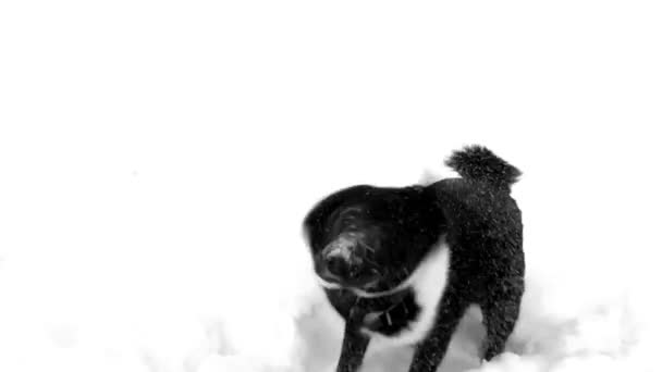 Хаски Доги Играют Снегу — стоковое видео