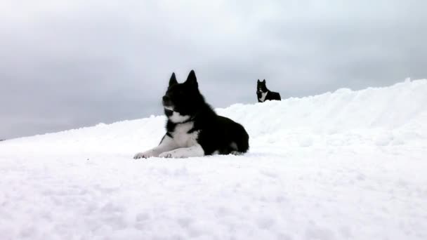 冬天的森林景观和日落时一只阿拉斯加的狗 — 图库视频影像