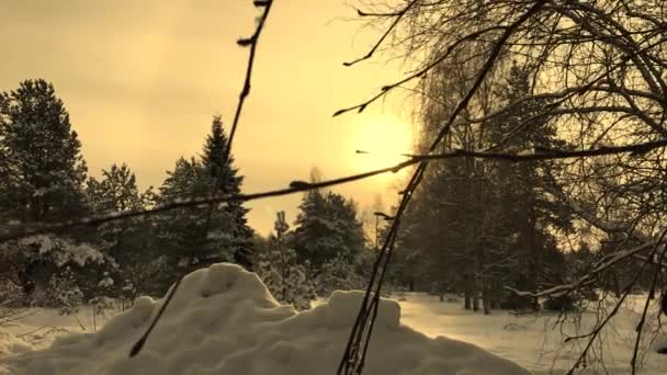 Lesní Borovice Zimě Při Západu Slunce Zasněžené Jehličnaté Stromy Divokého — Stock video