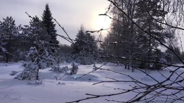 Dennen Van Het Bos Winter Bij Zonsondergang Met Sneeuw Bedekte — Stockvideo