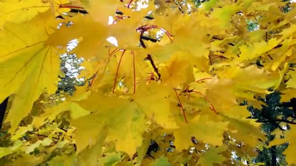 Las Hojas Otoño Balancean Viento Follaje Otoñal Temporada Brillante — Vídeo de stock