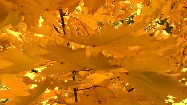 Φθινοπωρινά Φύλλα Αιωρούνται Στον Άνεμο Φθινοπωρινό Φύλλωμα Της Εποχής Είναι — Αρχείο Βίντεο