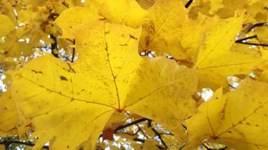 Sonbahar yaprakları rüzgarda savruluyor. Mevsimin sonbahar yaprakları parlak..