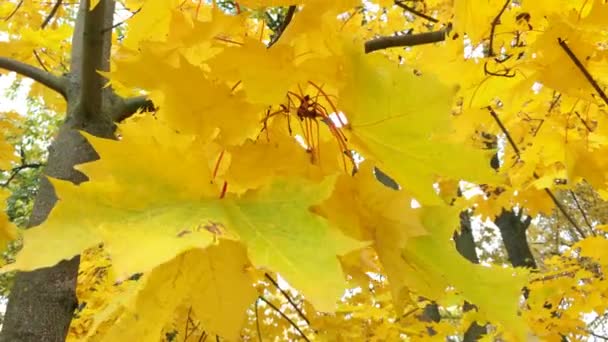 Herfst Bladeren Schommelen Wind Herfst Gebladerte Van Het Seizoen Helder — Stockvideo