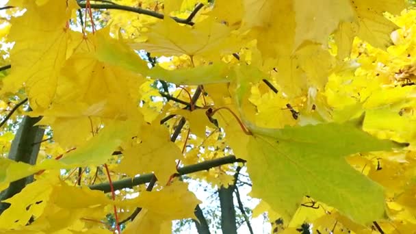 Herbstblätter Wiegen Sich Wind Das Herbstlaub Der Saison Ist Hell — Stockvideo