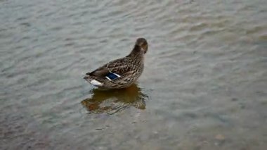 Ördekler göletin çalılıklarında yakın yüzerler. Vahşi kuşlar kendi ortamlarında.