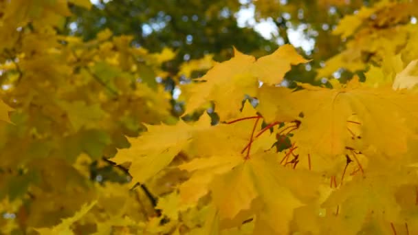 Autumn Leaves Swing Wind Fall Foliage Season Bright — Stock Video