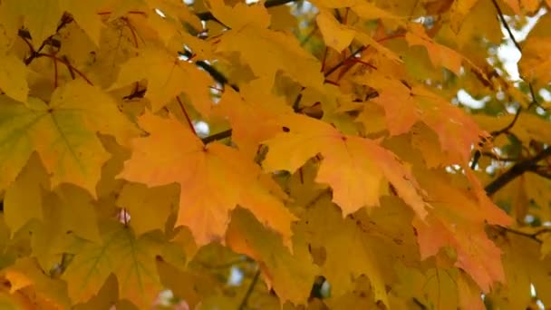 Daun Musim Gugur Berayun Dalam Angin Musim Gugur Dedaunan Cerah — Stok Video