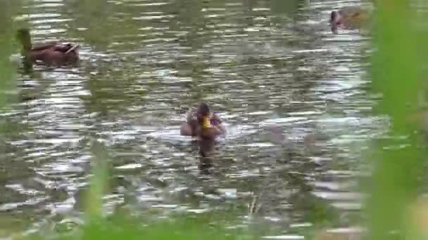 Утки Плавают Близко Зарослях Пруда Дикие Птицы Среде Обитания — стоковое видео