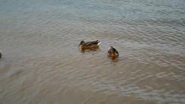 Kaczki Pływają Blisko Gąszczach Stawu Dzikie Ptactwo Ich Środowisku — Wideo stockowe