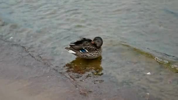 Patos Nadam Perto Das Moitas Lagoa Aves Selvagens Seu Habitat — Vídeo de Stock
