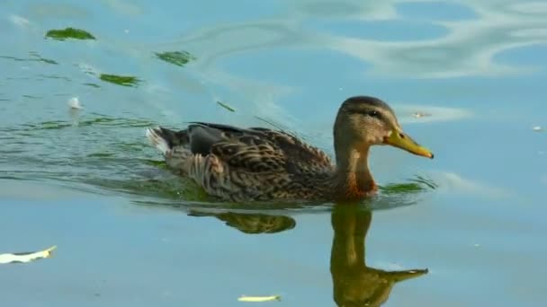 Patos Nadam Perto Das Moitas Lagoa Aves Selvagens Seu Habitat — Vídeo de Stock