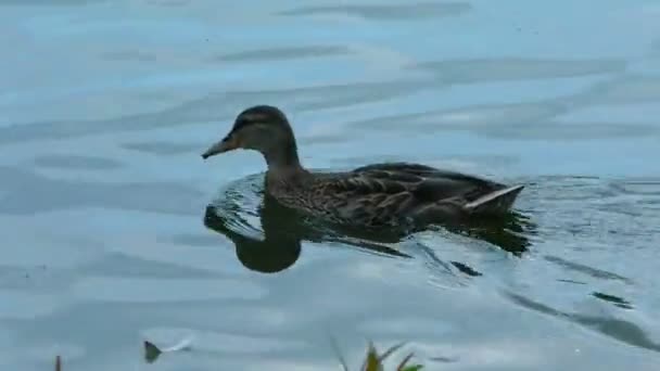 Eenden Zwemmen Dicht Struiken Van Vijver Wilde Vogels Hun Leefgebied — Stockvideo