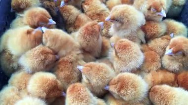 Üremek için renkli turuncu tavuklar. Bir sürü Hollandalı tavuk çocuk..